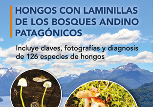 Hongos con laminillas bosques andinos teaser